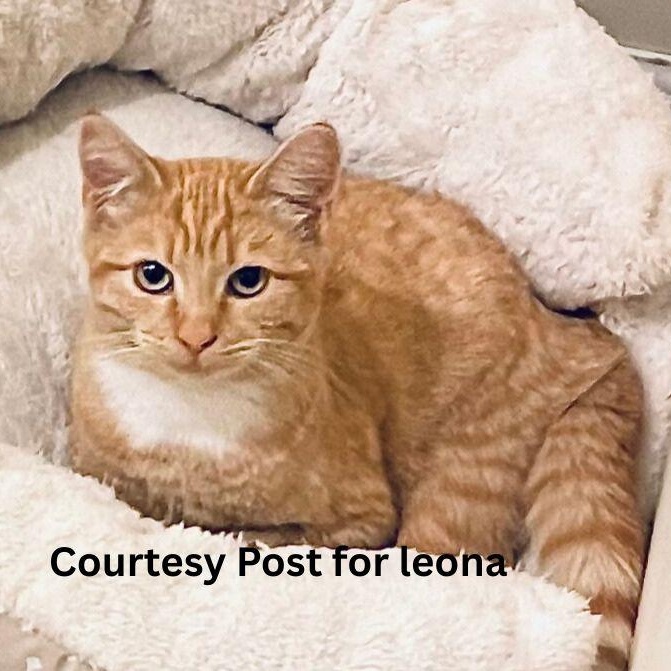 Enlarge Leona [courtesy post], a Adoptable mixed breed in Benicia, CA image 1/5