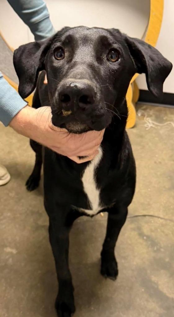 Oreo, Adoptable, Adult Male Labrador Retriever.