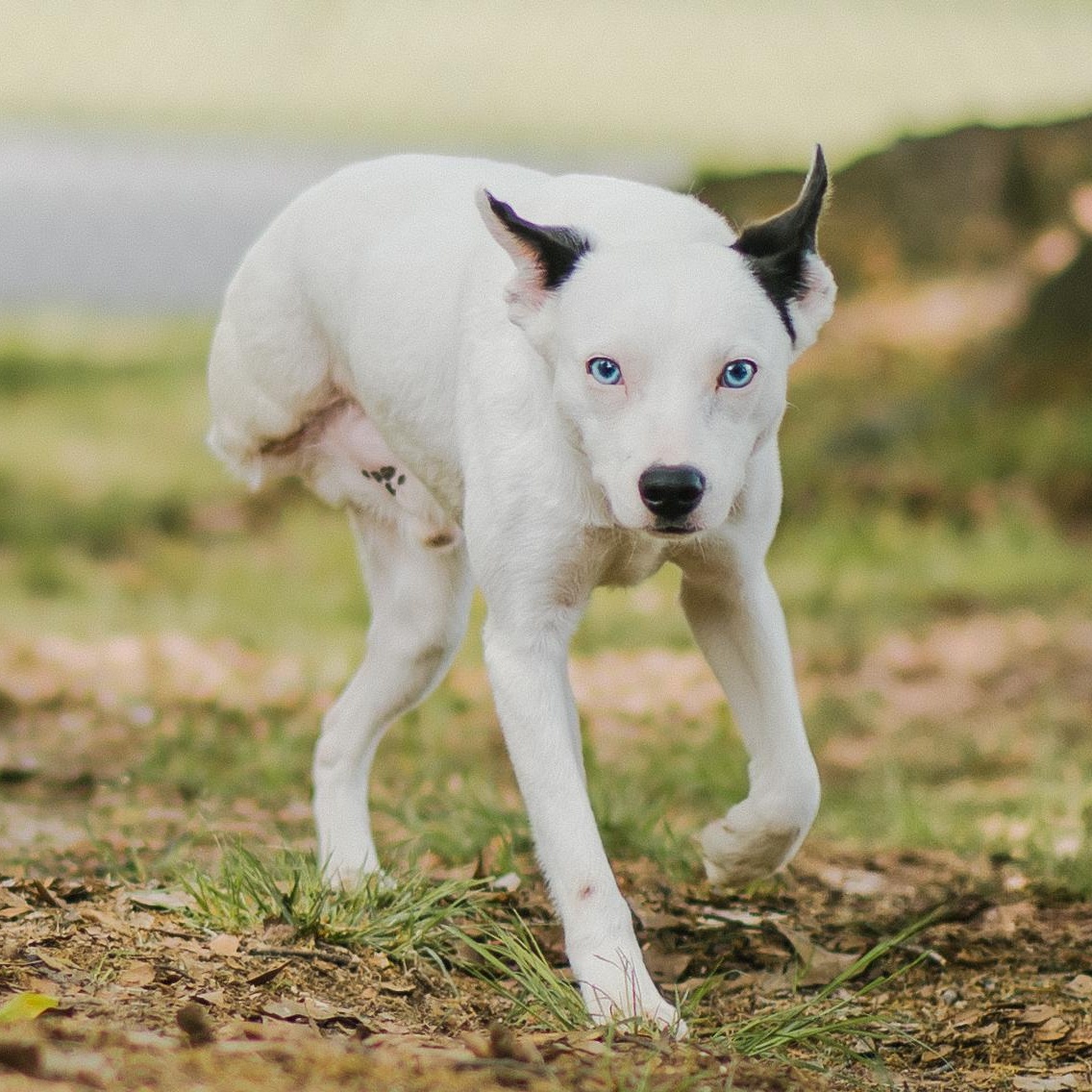 Tugboat, Adoptable, Adult Male Cattle Dog.