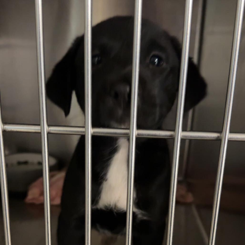 Stormy, Adopted, Young Female Mixed Breed.
