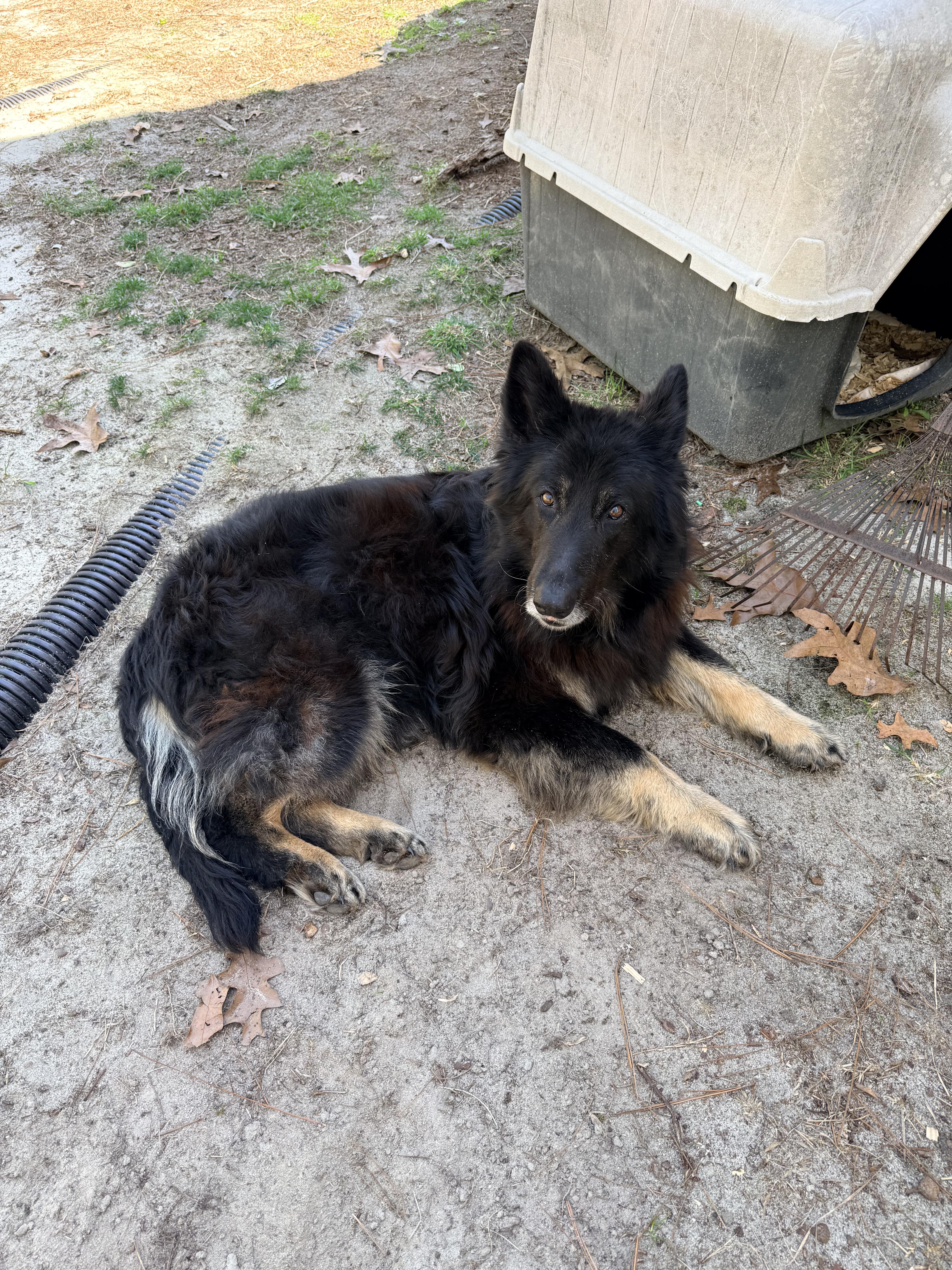 Enlarge German, a ADOPTABLE mixed breed in Mount Croghan, SC image 1/1