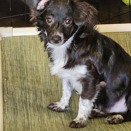 Shadow, ADOPTABLE, Young Male Chiweenie.