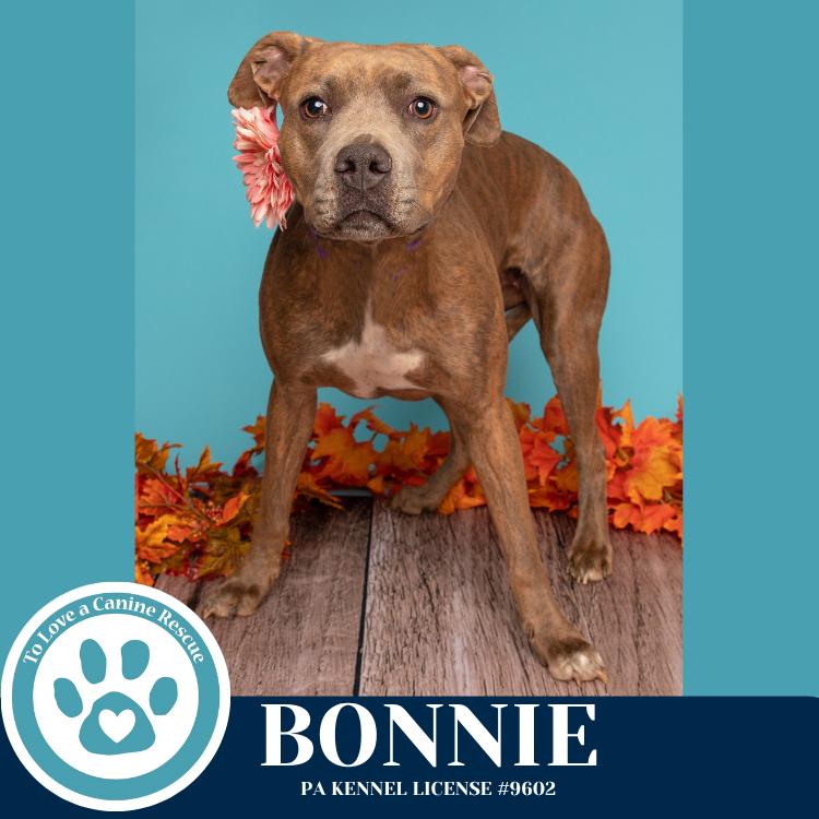 Bonnie (Bell's Bankers) 092725, Adoptable, Young Female Pit Bull Terrier & Mixed Breed.