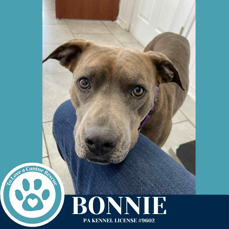 Enlarge Bonnie (Bell's Bankers) 092725, a Adoptable mixed breed in Kimberton, PA image 2/6