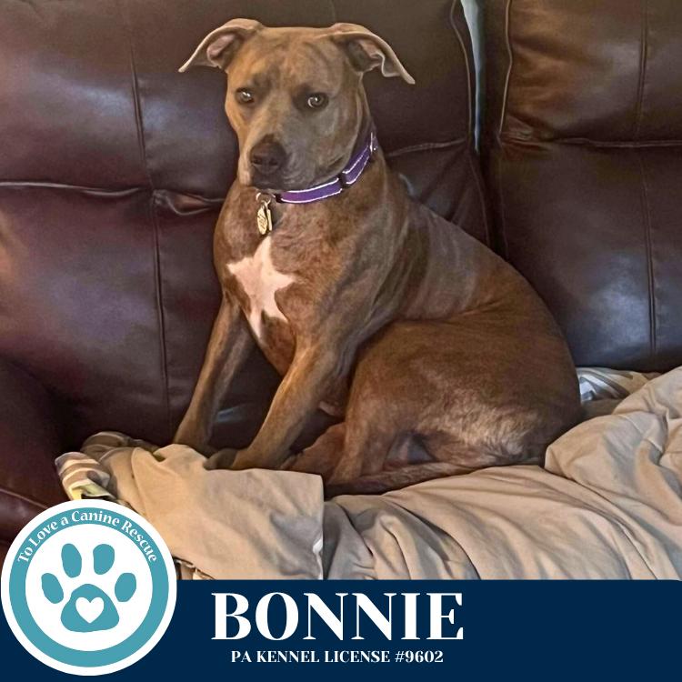 Enlarge Bonnie (Bell's Bankers) 092725, a Adoptable mixed breed in Kimberton, PA image 3/6