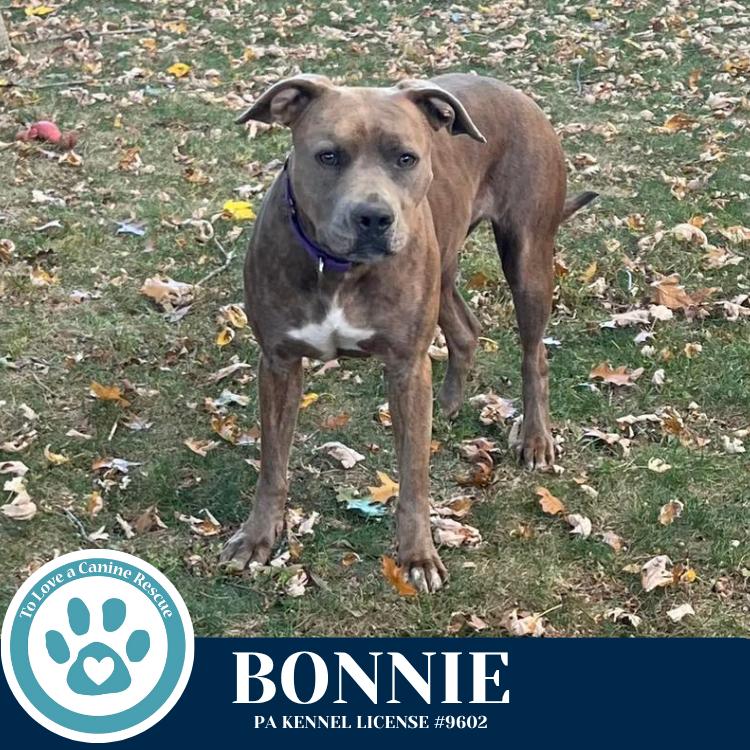 Enlarge Bonnie (Bell's Bankers) 092725, a Adoptable mixed breed in Kimberton, PA image 4/6