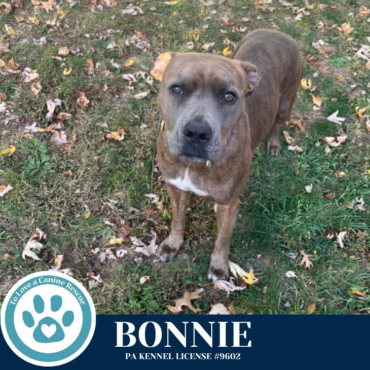 Enlarge Bonnie (Bell's Bankers) 092725, a Adoptable mixed breed in Kimberton, PA image 5/6