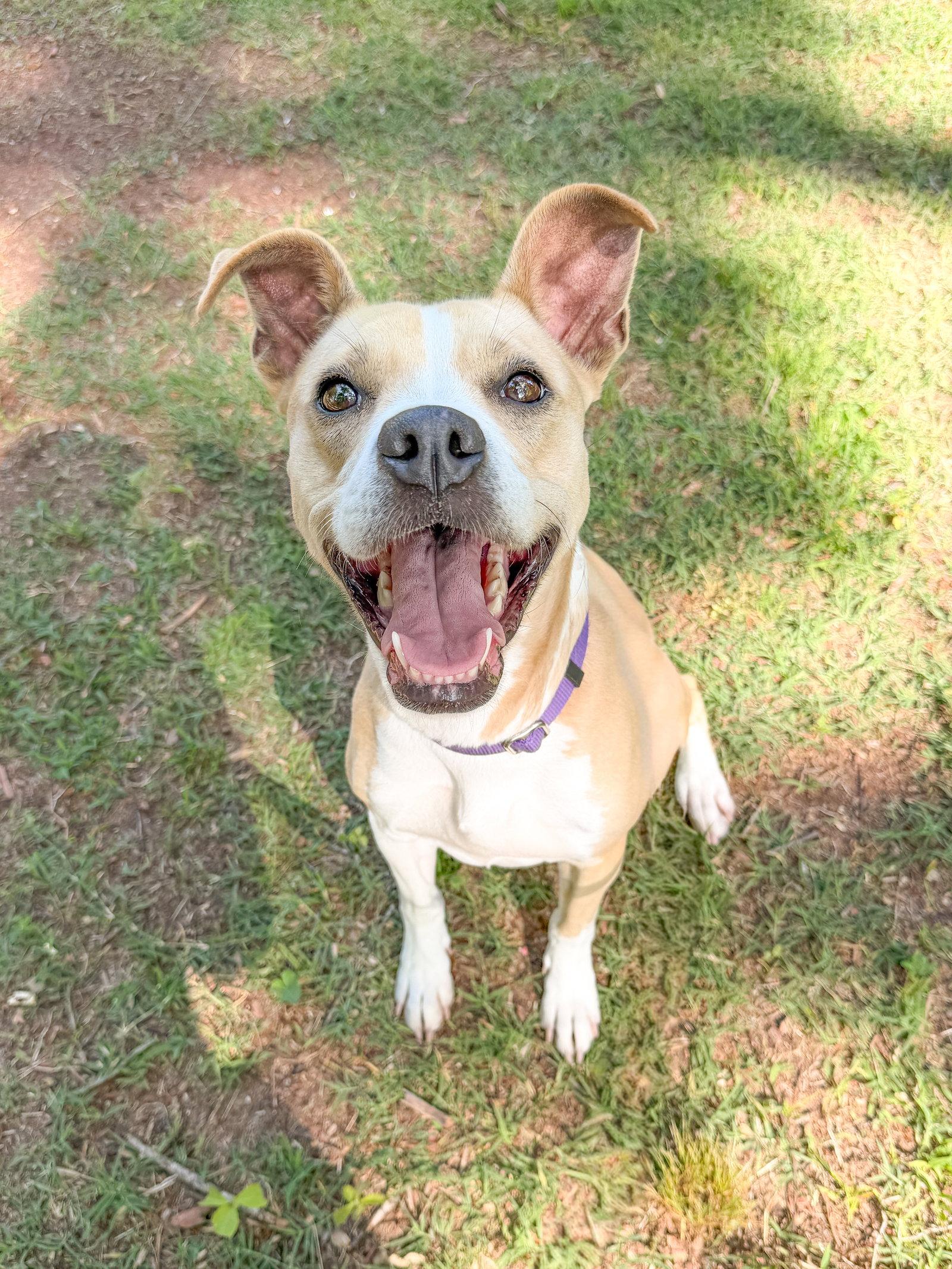 Alaska Roll, Adoptable, Young Female Mixed Breed.