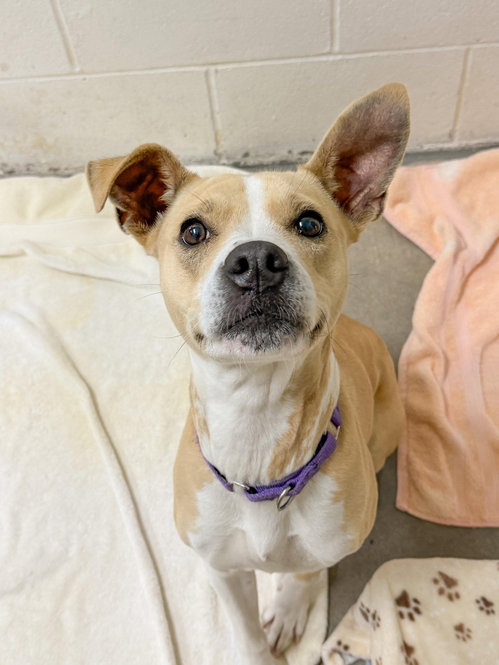 Enlarge Alaska Roll, a Adoptable Mixed Breed in Sanford, NC image 2/3
