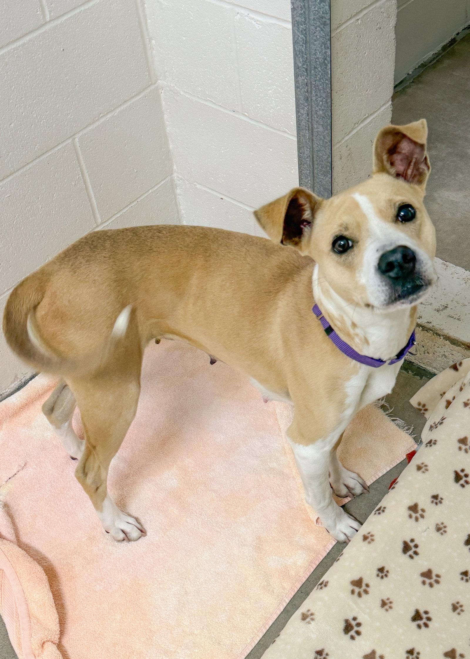Enlarge Alaska Roll, a Adoptable Mixed Breed in Sanford, NC image 3/3