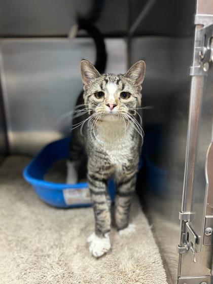 Remie, Adoptable, Adult Male Domestic Short Hair & Domestic Short Hair.