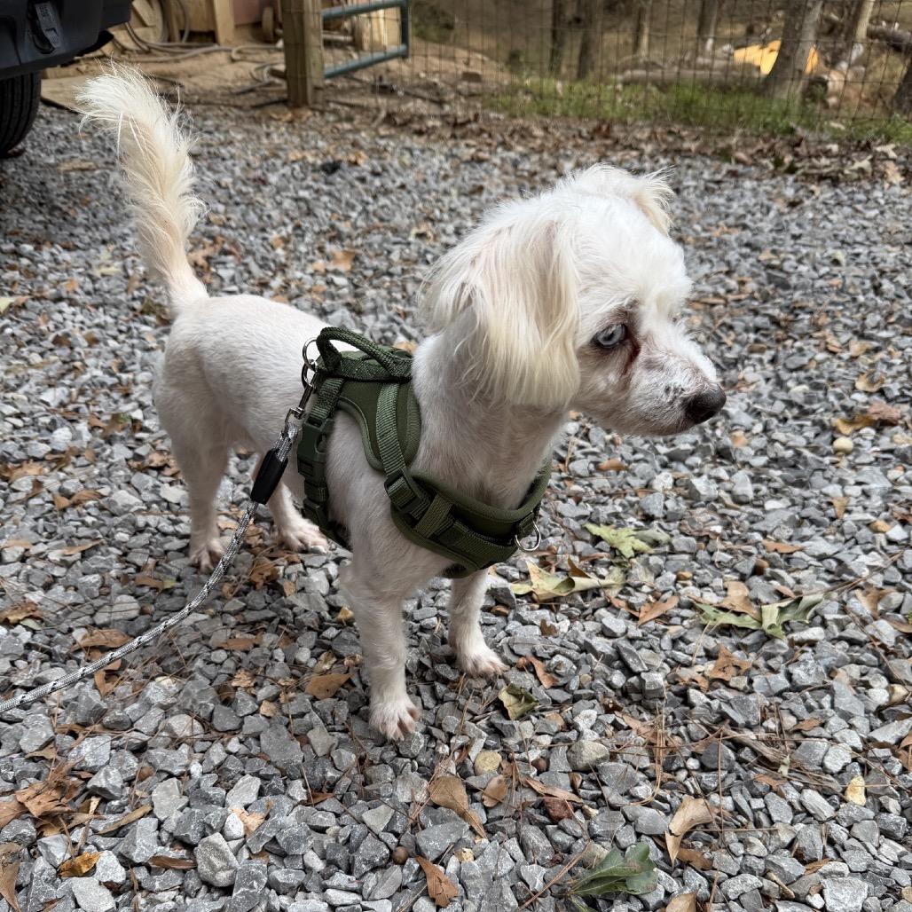 Shiloh, a Adoptable mixed breed in Baton Rouge, LA image 1/5