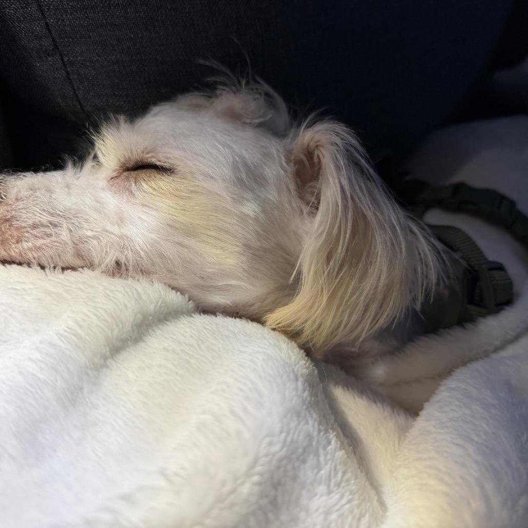 Shiloh, a Adoptable mixed breed in Baton Rouge, LA image 2/5