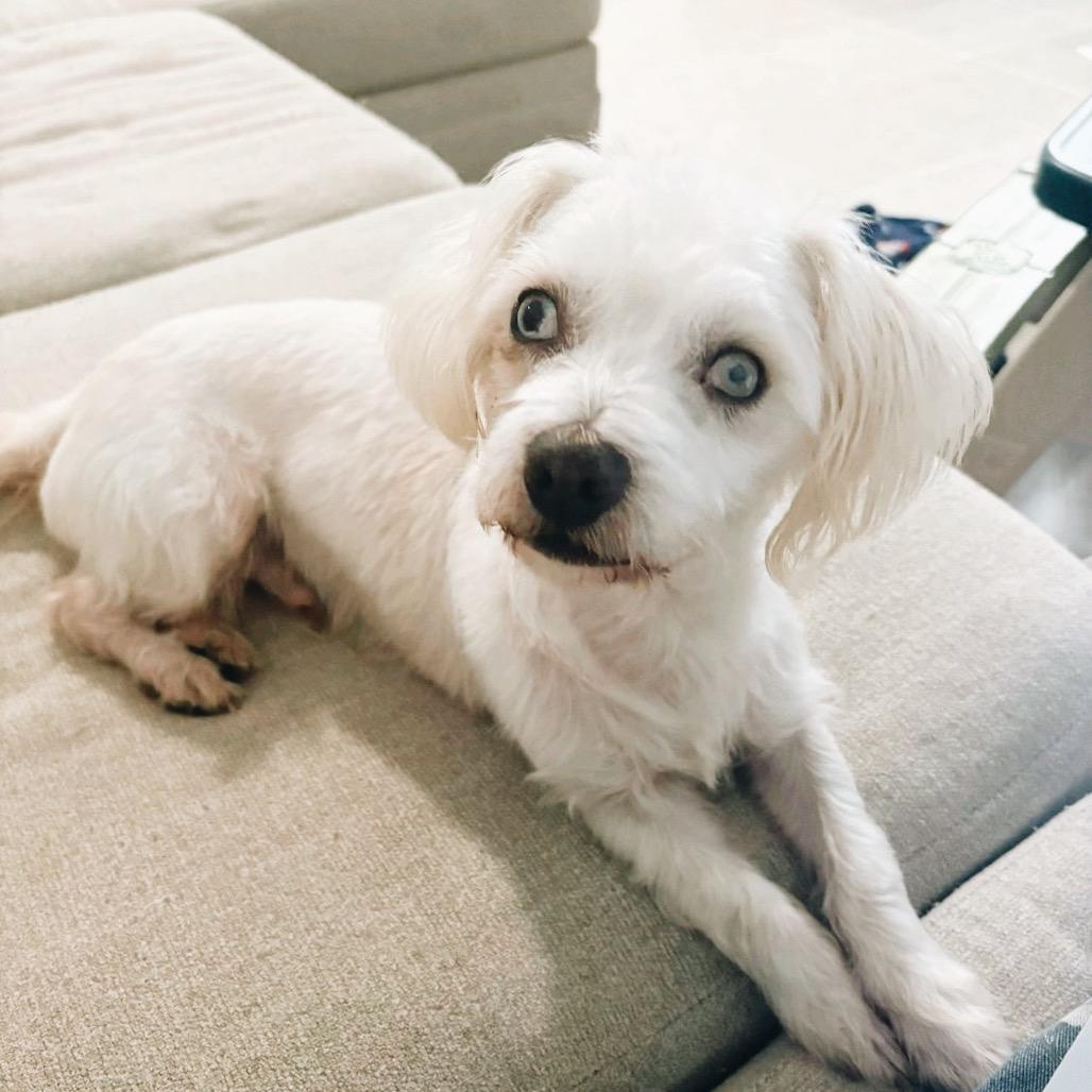 Shiloh, Adoptable, Adult Male Maltese & Mixed Breed.