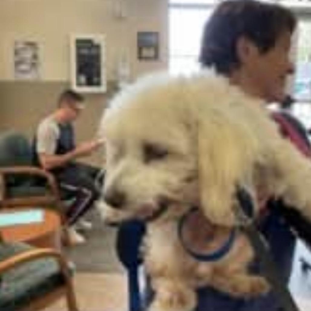 Shiloh, a Adoptable mixed breed in Baton Rouge, LA image 3/5