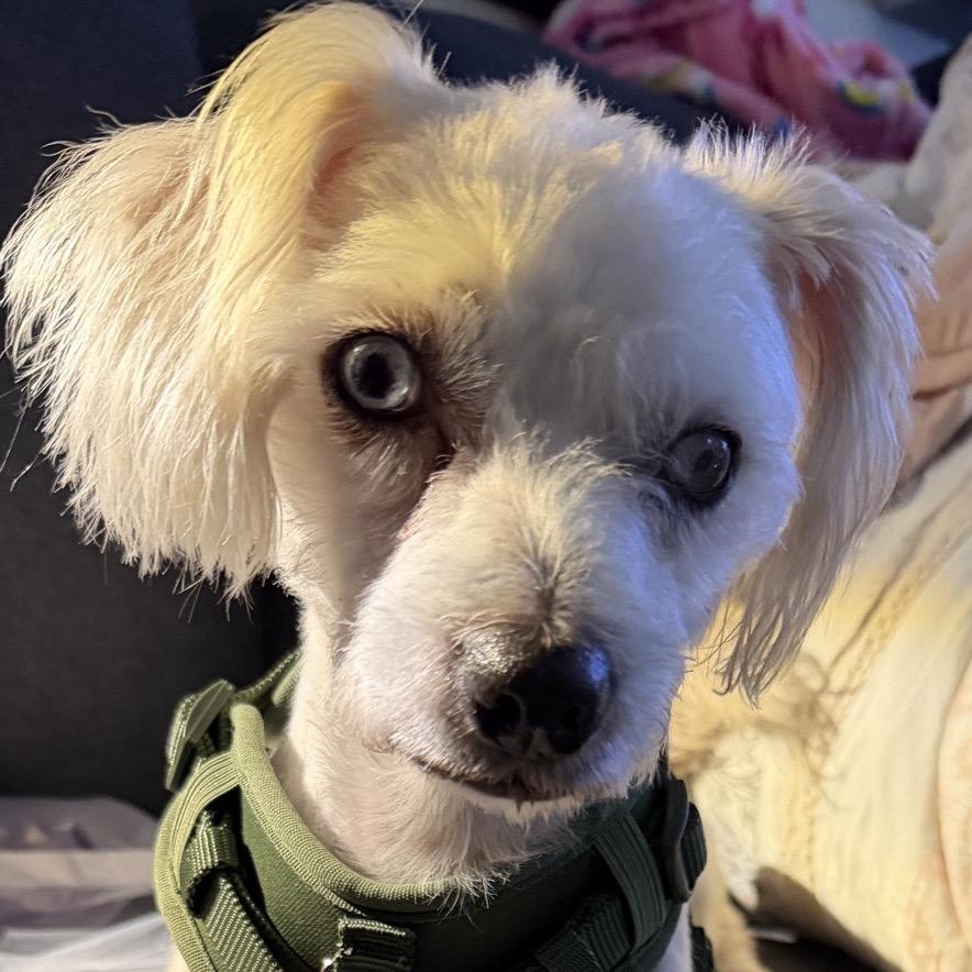 Shiloh, a Adoptable mixed breed in Baton Rouge, LA image 4/5