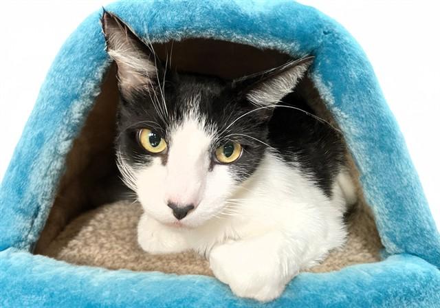 Enlarge GENE, a Adoptable Domestic Short Hair in Fort Lauderdale, FL image 1/1