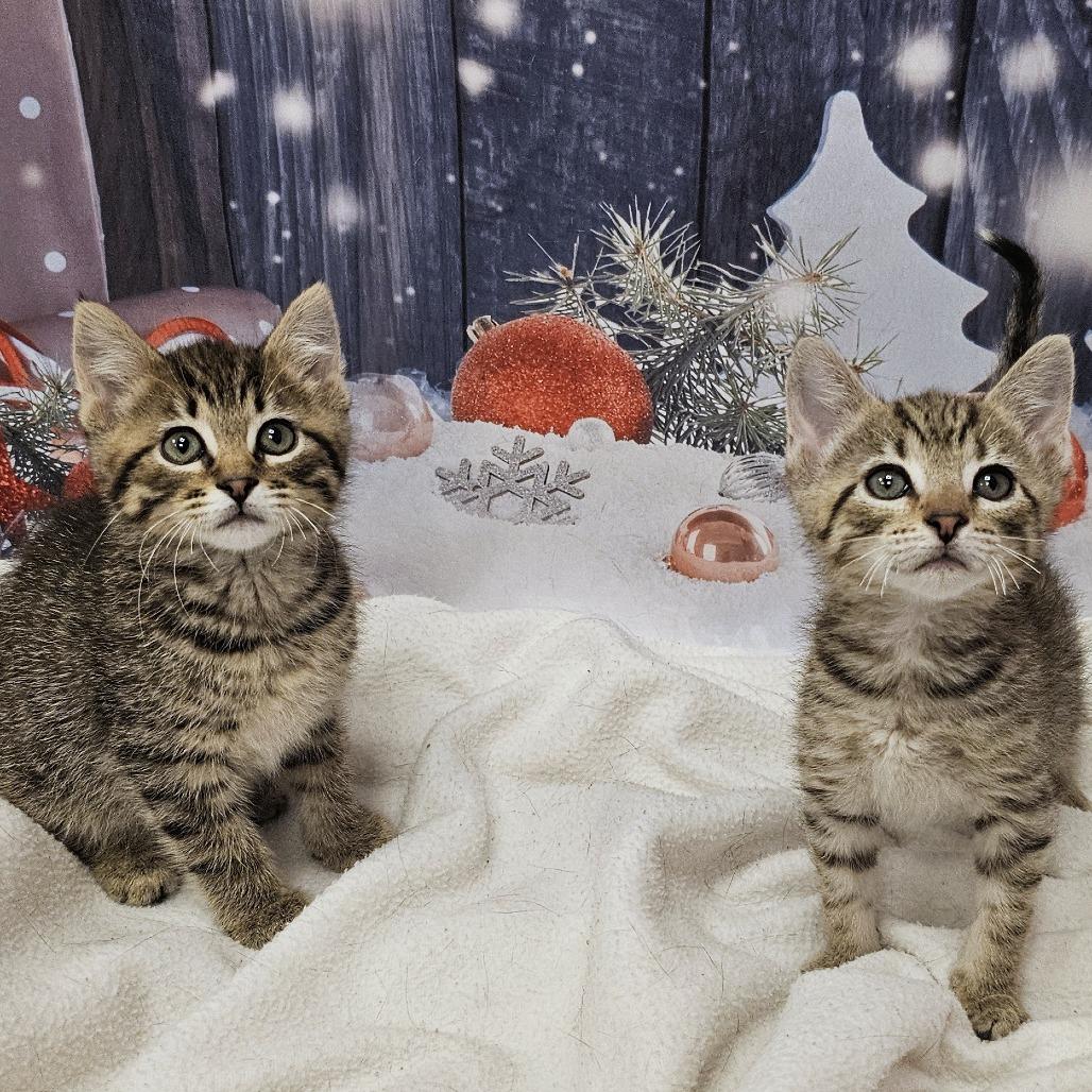 Eggnog, Adoptable, Kitten Female Domestic Short Hair.