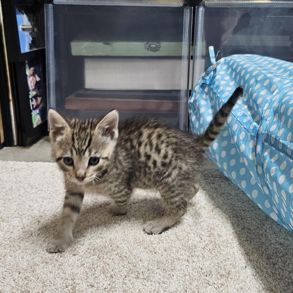 Enlarge Eggnog, a Adoptable Domestic Short Hair in FAIRWAY, KS image 2/5