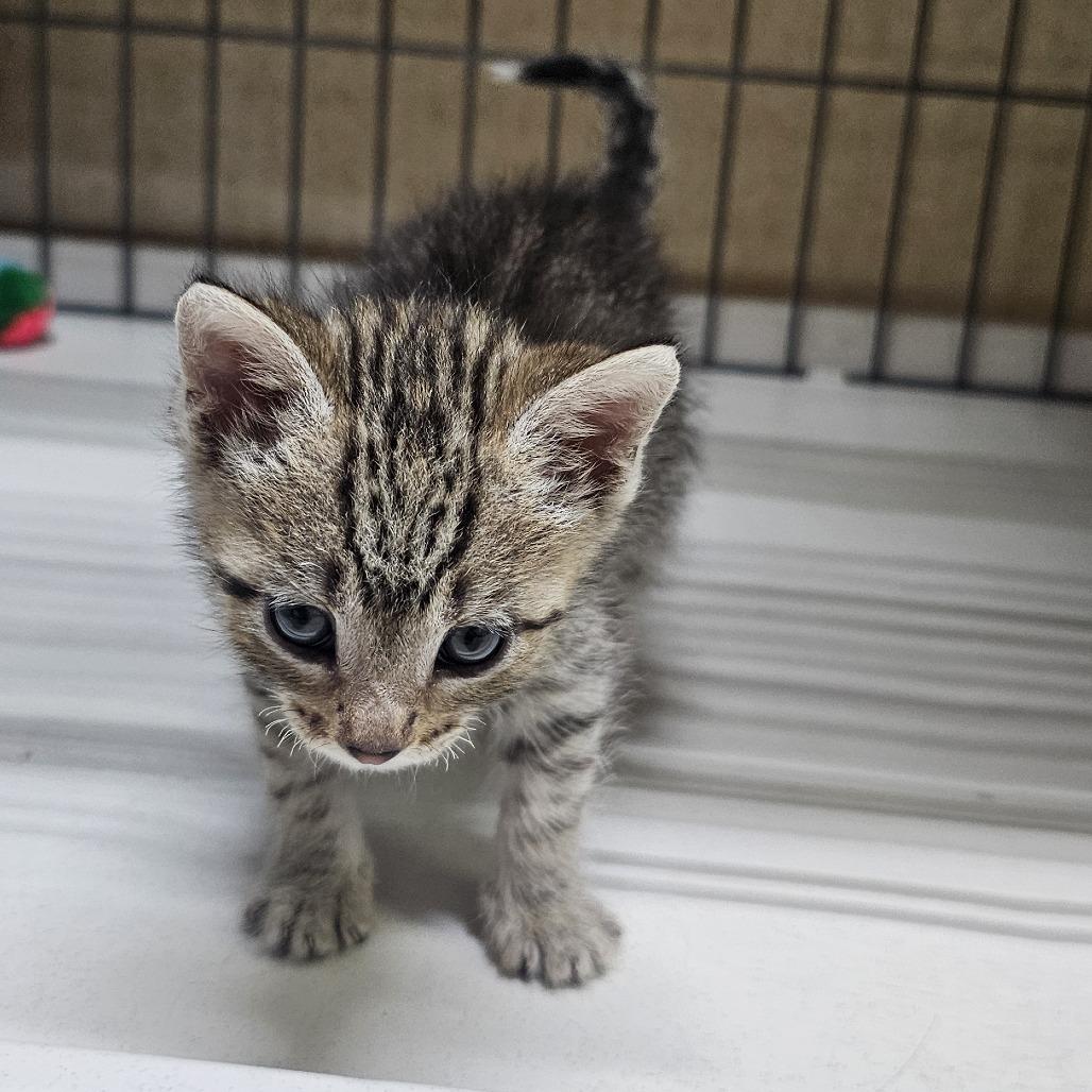 Enlarge Eggnog, a Adoptable Domestic Short Hair in FAIRWAY, KS image 3/5