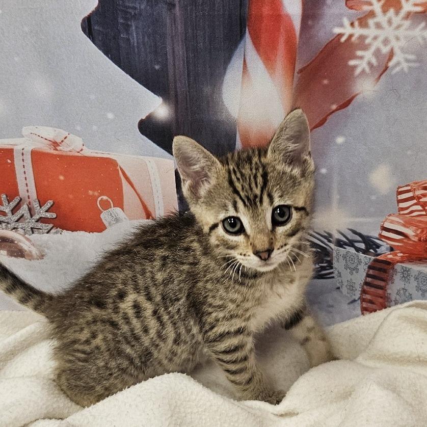 Enlarge Eggnog, a Adoptable Domestic Short Hair in FAIRWAY, KS image 4/5