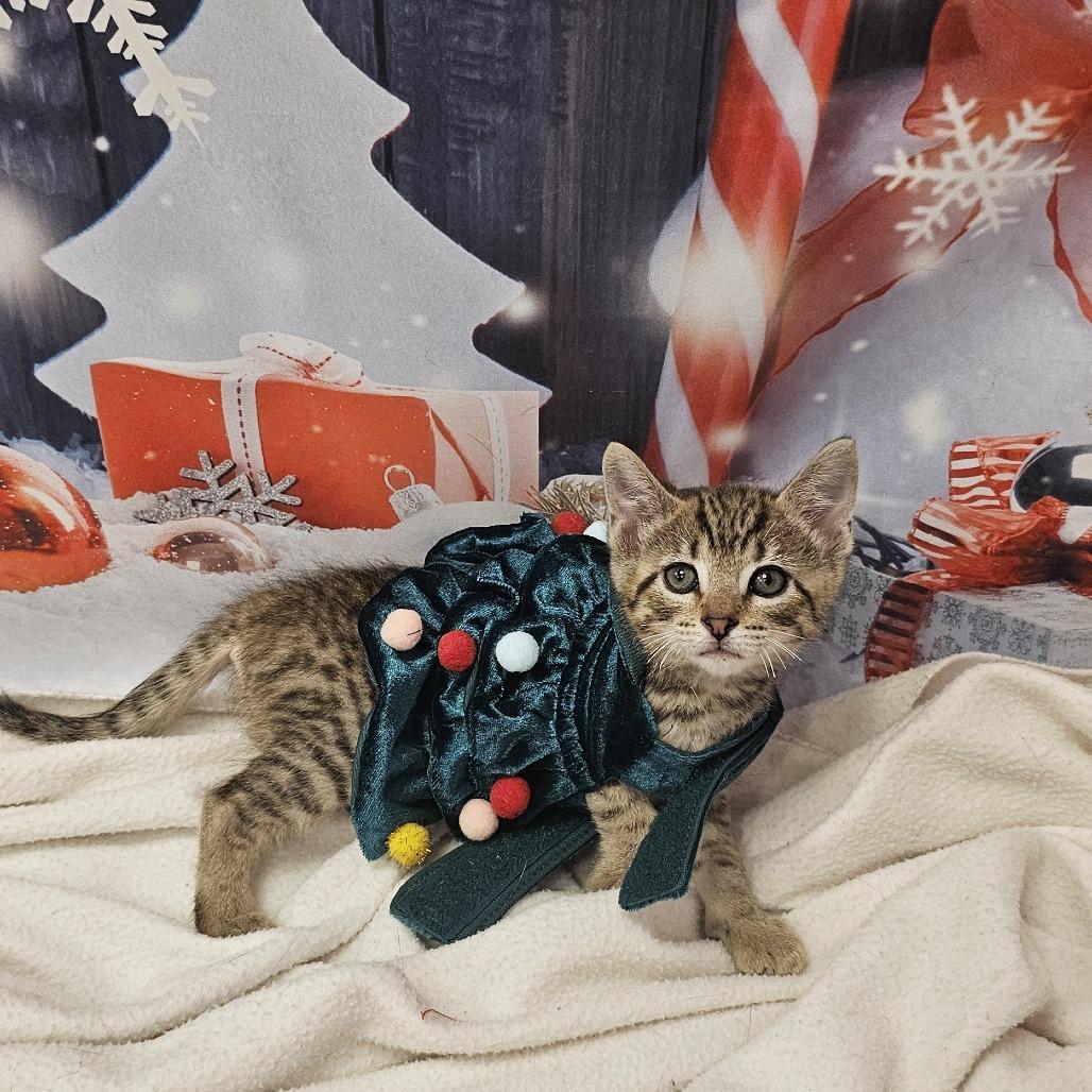 Enlarge Eggnog, a Adoptable Domestic Short Hair in FAIRWAY, KS image 5/5