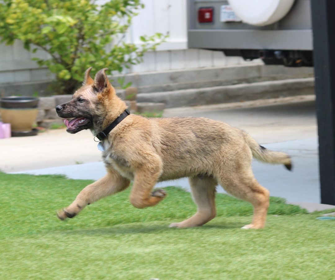 Delta, a Adoptable mixed breed image 1/10