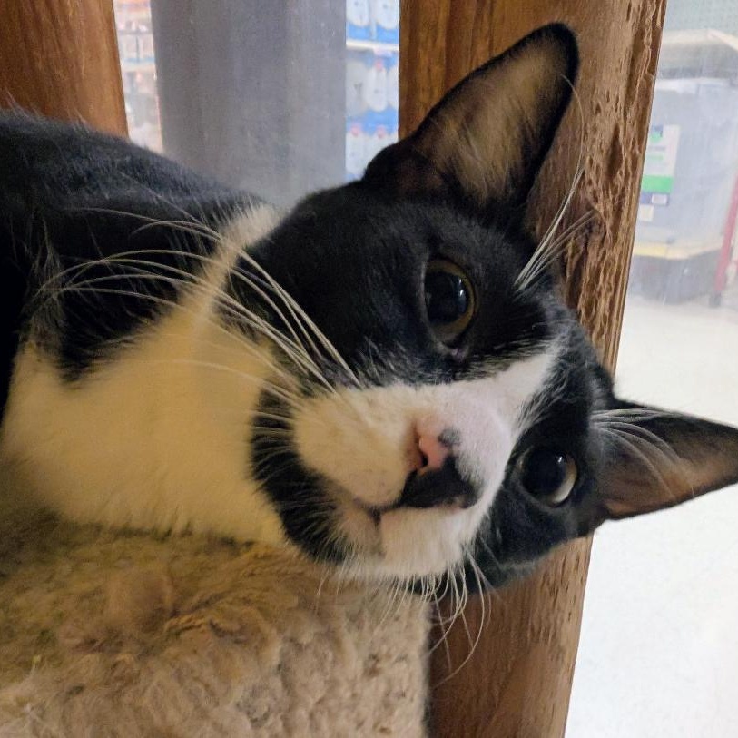 Enlarge Tom, a ADOPTABLE mixed breed in Ashland, VA image 3/6