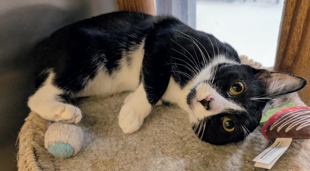 Enlarge Tom, a ADOPTABLE mixed breed in Ashland, VA image 4/6