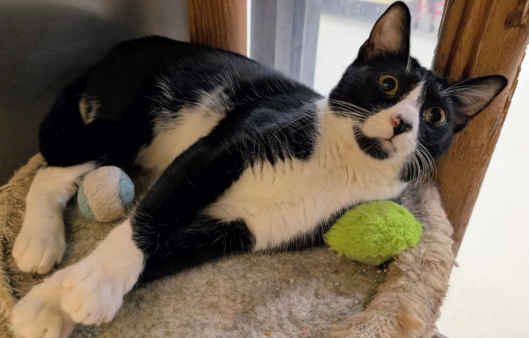 Tom, ADOPTABLE, Young Male Domestic Short Hair.