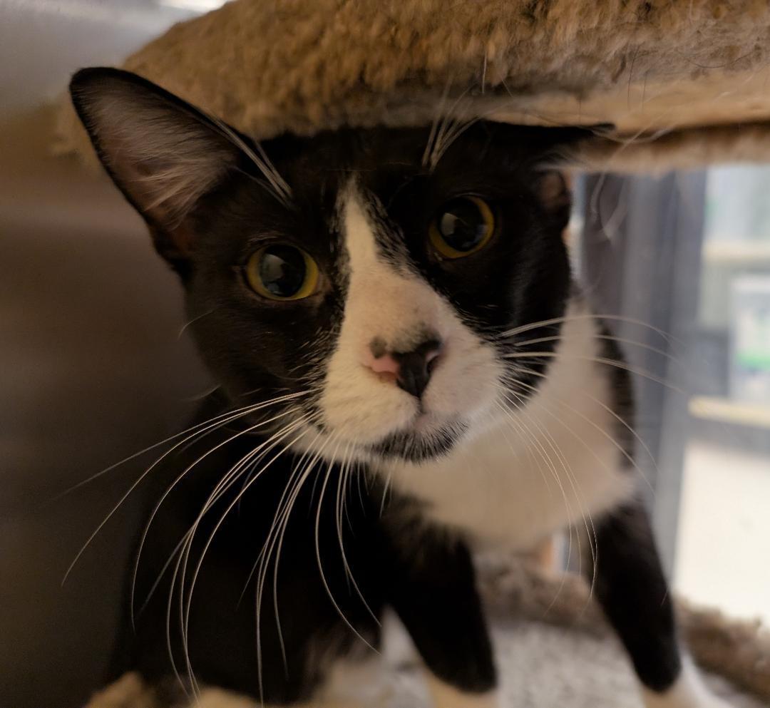 Enlarge Tom, a ADOPTABLE mixed breed in Ashland, VA image 5/6