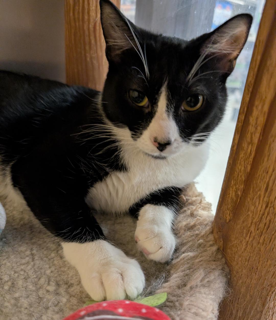 Enlarge Tom, a ADOPTABLE mixed breed in Ashland, VA image 2/6