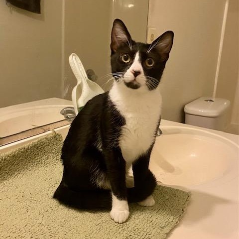 Tom, ADOPTABLE, Young Male Domestic Short Hair.