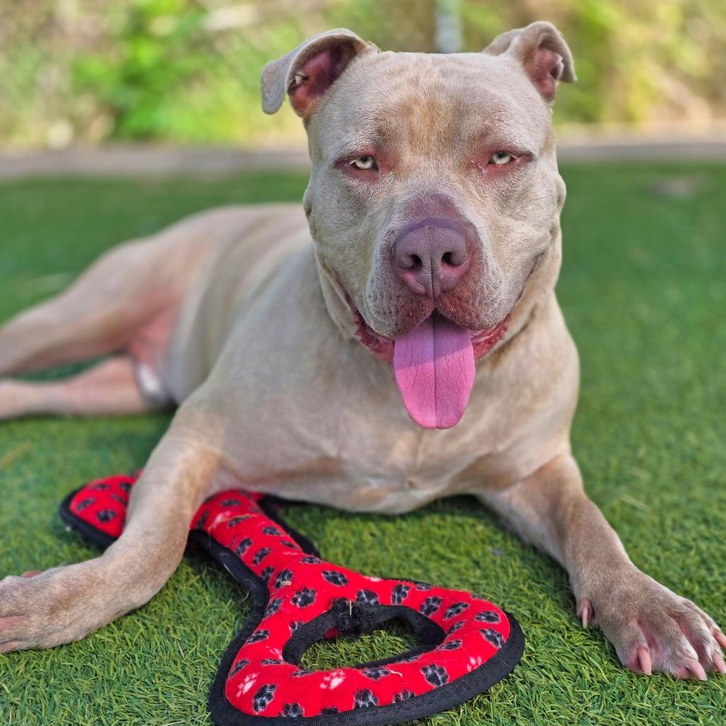 Enlarge Dave (JD), a Adoptable Pit Bull Terrier in Galveston, TX image 1/2