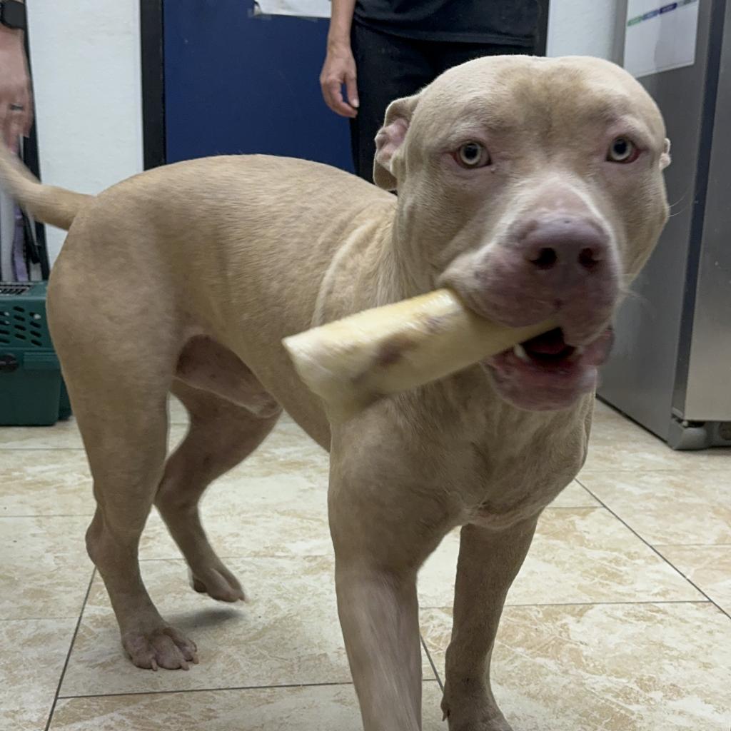 Enlarge Dave (JD), a Adoptable Pit Bull Terrier in Galveston, TX image 2/2