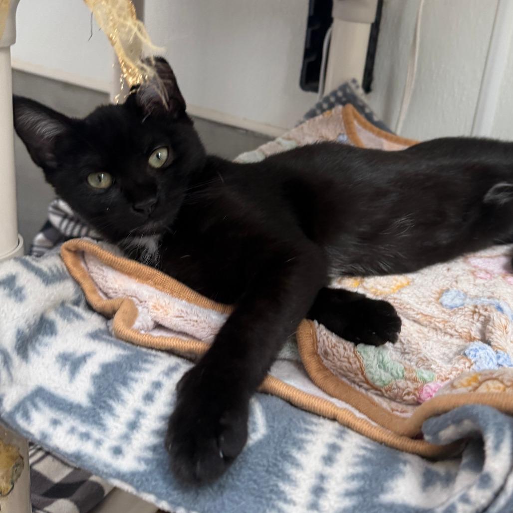 Kourtney, Adoptable, Young Female Domestic Medium Hair.