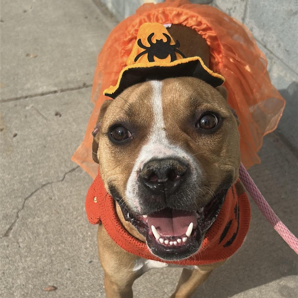 Gingersnap, Adoptable, Adult Female Pit Bull Terrier.