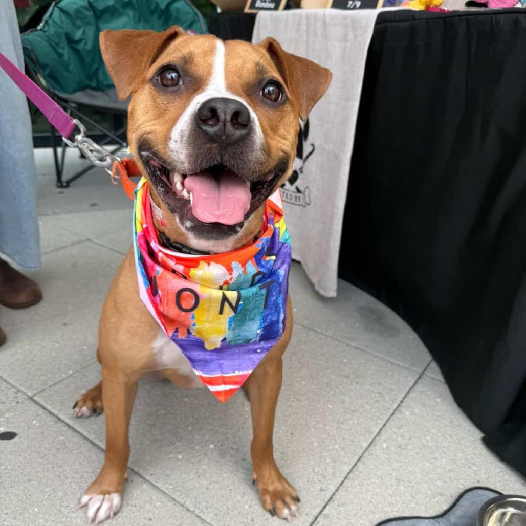 Enlarge Gingersnap, a Adoptable Pit Bull Terrier in Newark, NJ image 1/6