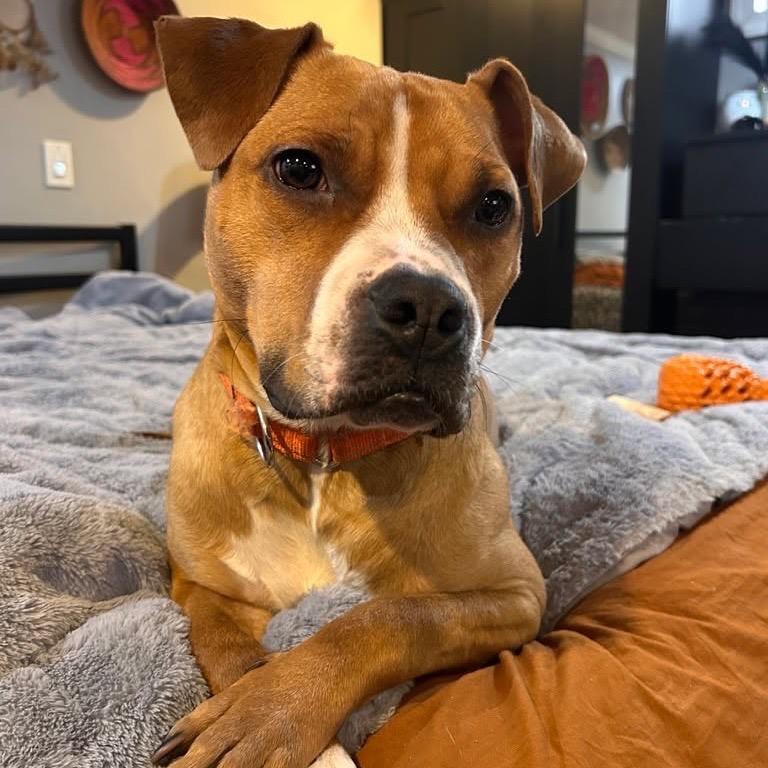 Enlarge Gingersnap, a Adoptable Pit Bull Terrier in Newark, NJ image 2/6