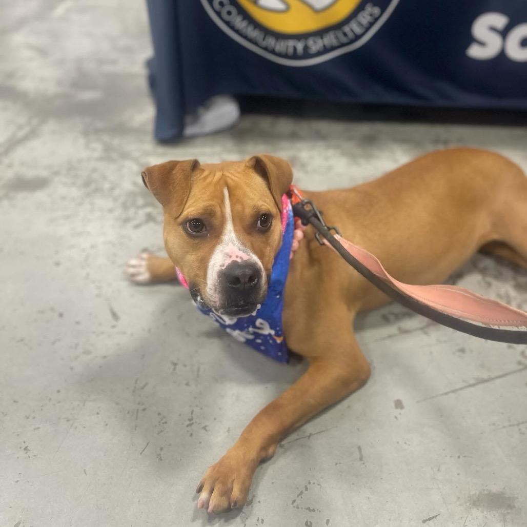 Enlarge Gingersnap, a Adoptable Pit Bull Terrier in Newark, NJ image 1/5