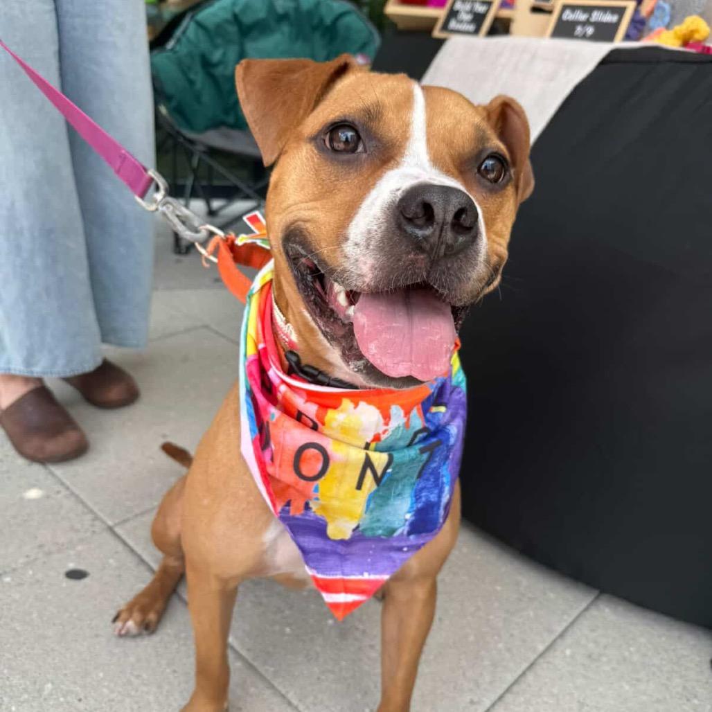 Enlarge Gingersnap, a Adoptable Pit Bull Terrier in Newark, NJ image 3/6