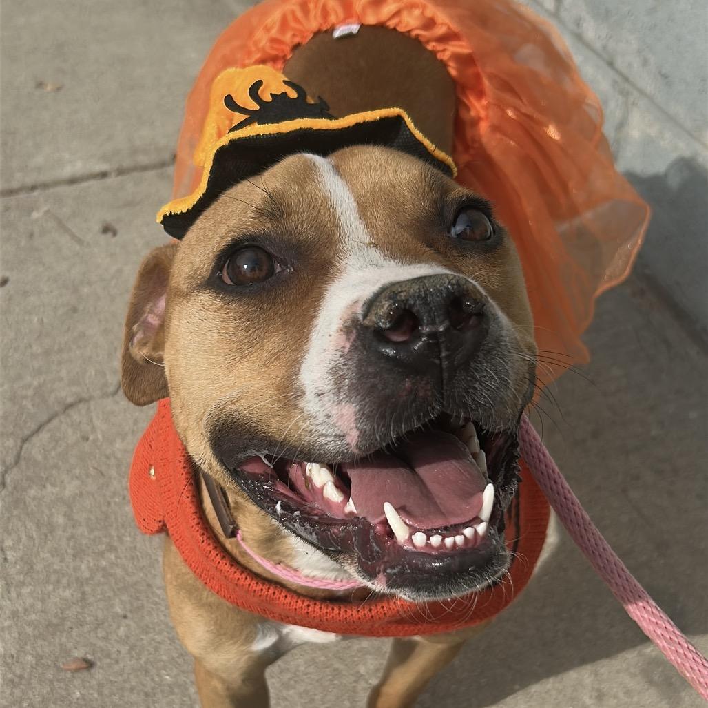 Enlarge Gingersnap, a Adoptable Pit Bull Terrier in Newark, NJ image 2/3
