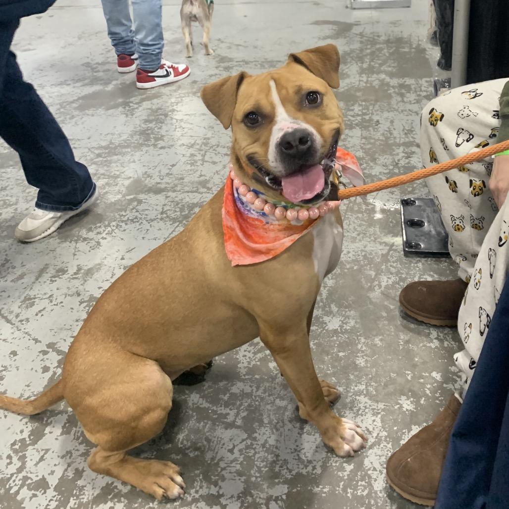 Enlarge Gingersnap, a Adoptable Pit Bull Terrier in Newark, NJ image 2/5