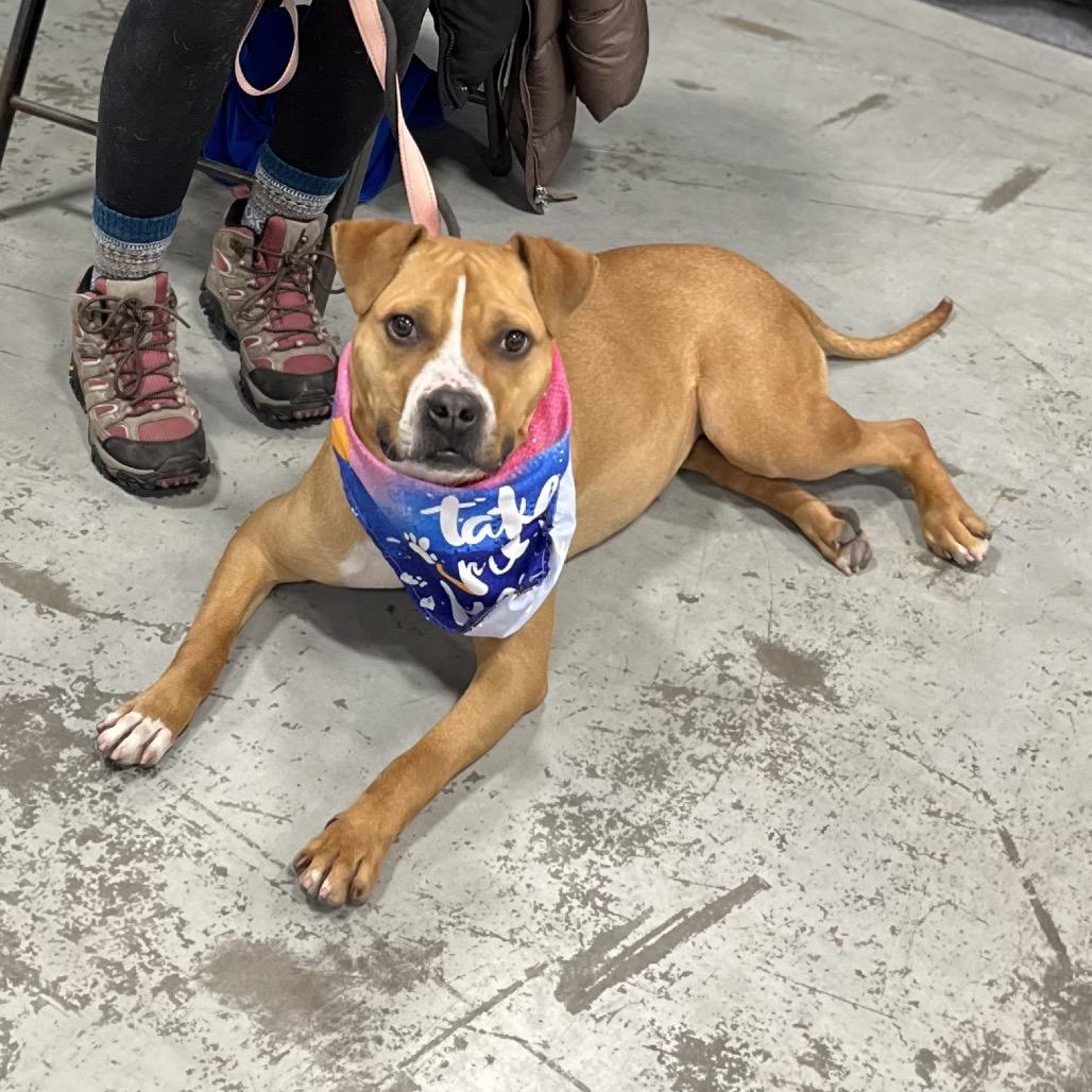 Enlarge Gingersnap, a Adoptable Pit Bull Terrier in Newark, NJ image 3/5