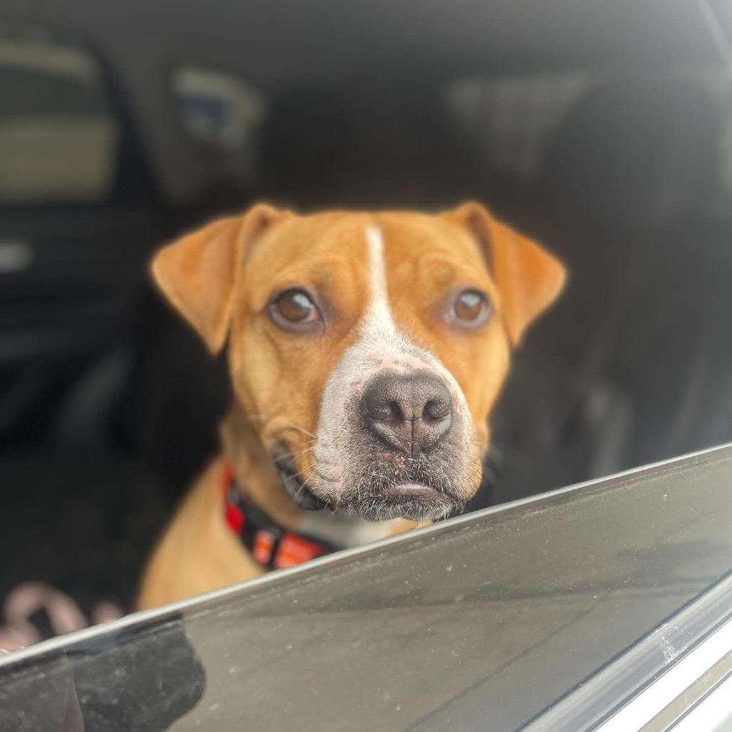Enlarge Gingersnap, a Adoptable Pit Bull Terrier in Newark, NJ image 4/5