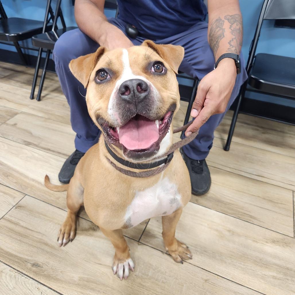 Enlarge Gingersnap, a Adoptable Pit Bull Terrier in Newark, NJ image 3/3