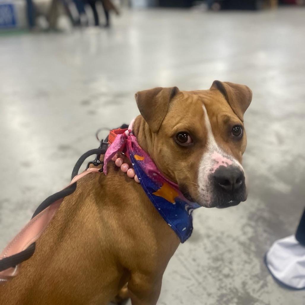 Enlarge Gingersnap, a Adoptable Pit Bull Terrier in Newark, NJ image 5/5