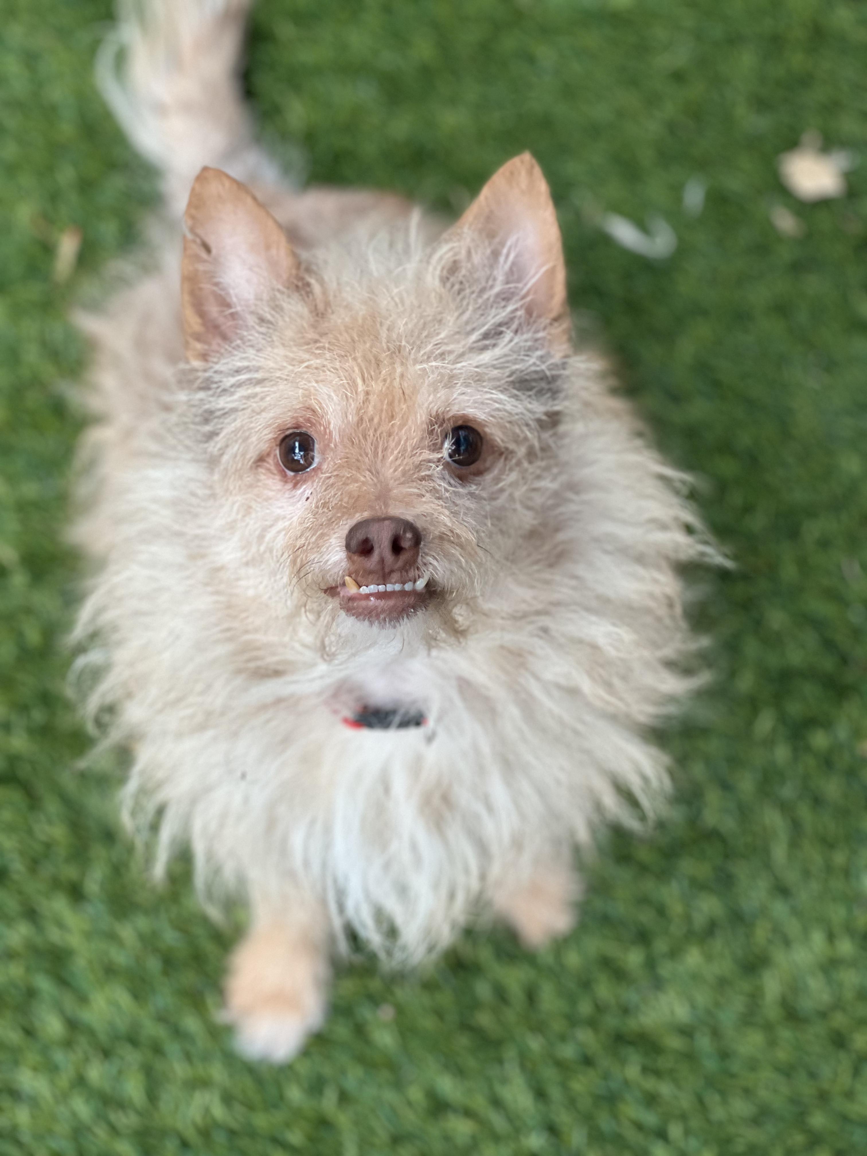 Coco, a ADOPTABLE mixed breed in West Hollywood, CA image 3/3