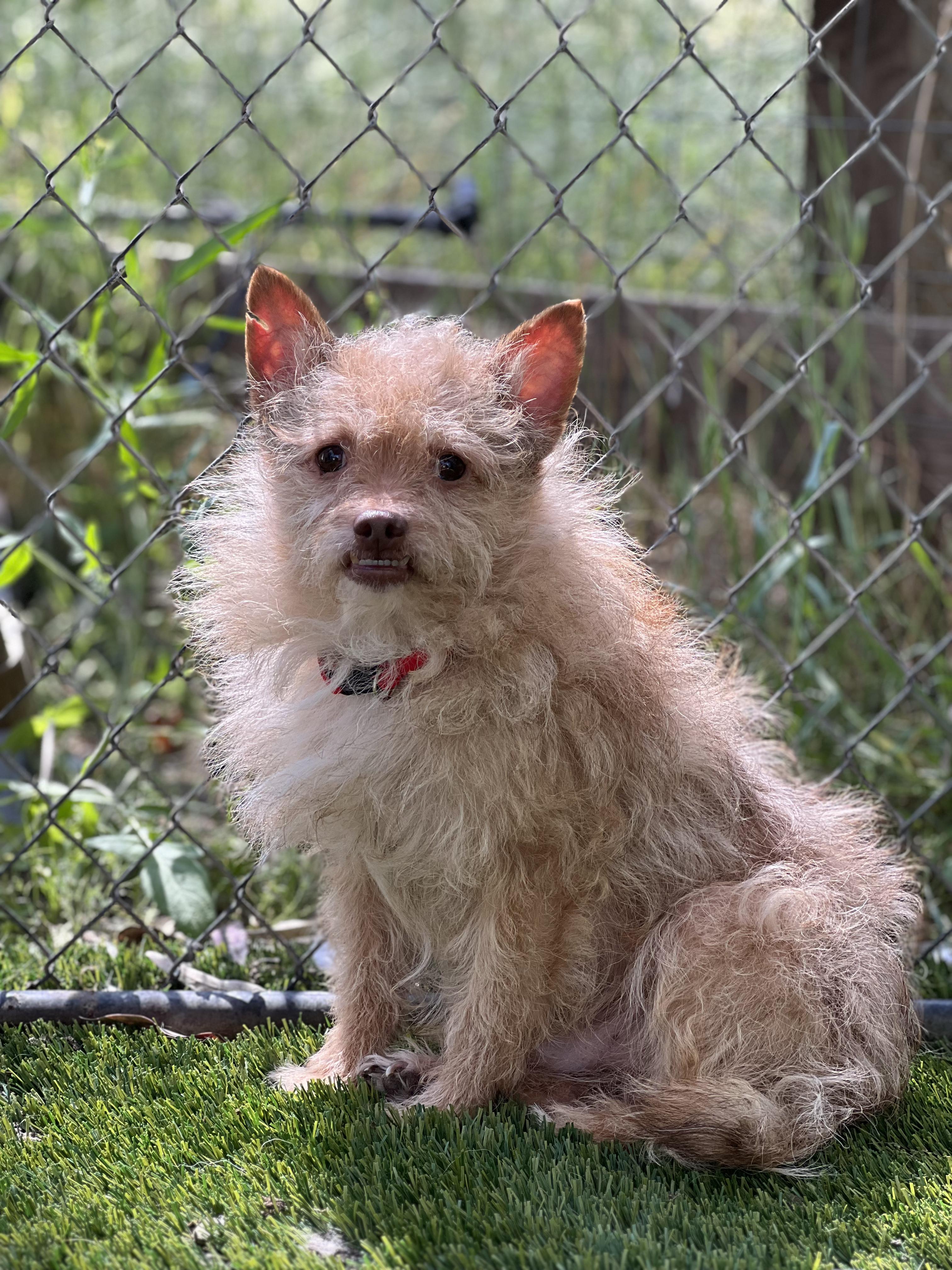 Coco, a ADOPTABLE mixed breed in West Hollywood, CA image 2/3