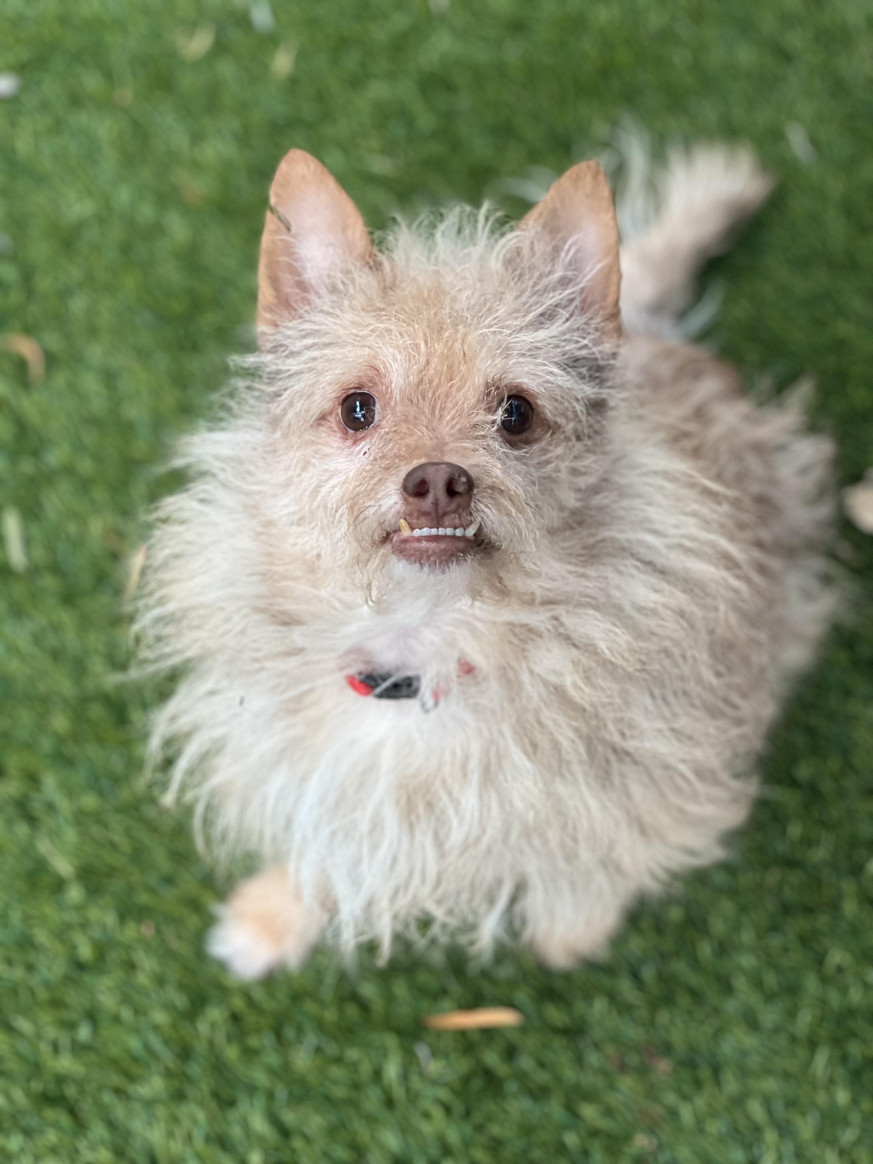 Coco, a ADOPTABLE mixed breed in West Hollywood, CA image 1/3